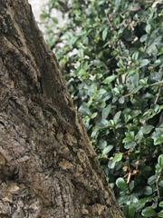 Anolis distichus
