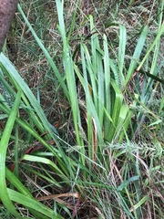 Dianella longifolia longifolia