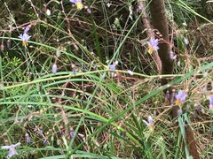 Dianella longifolia longifolia