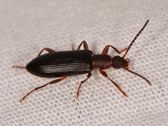 Statira