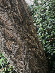 Anolis distichus