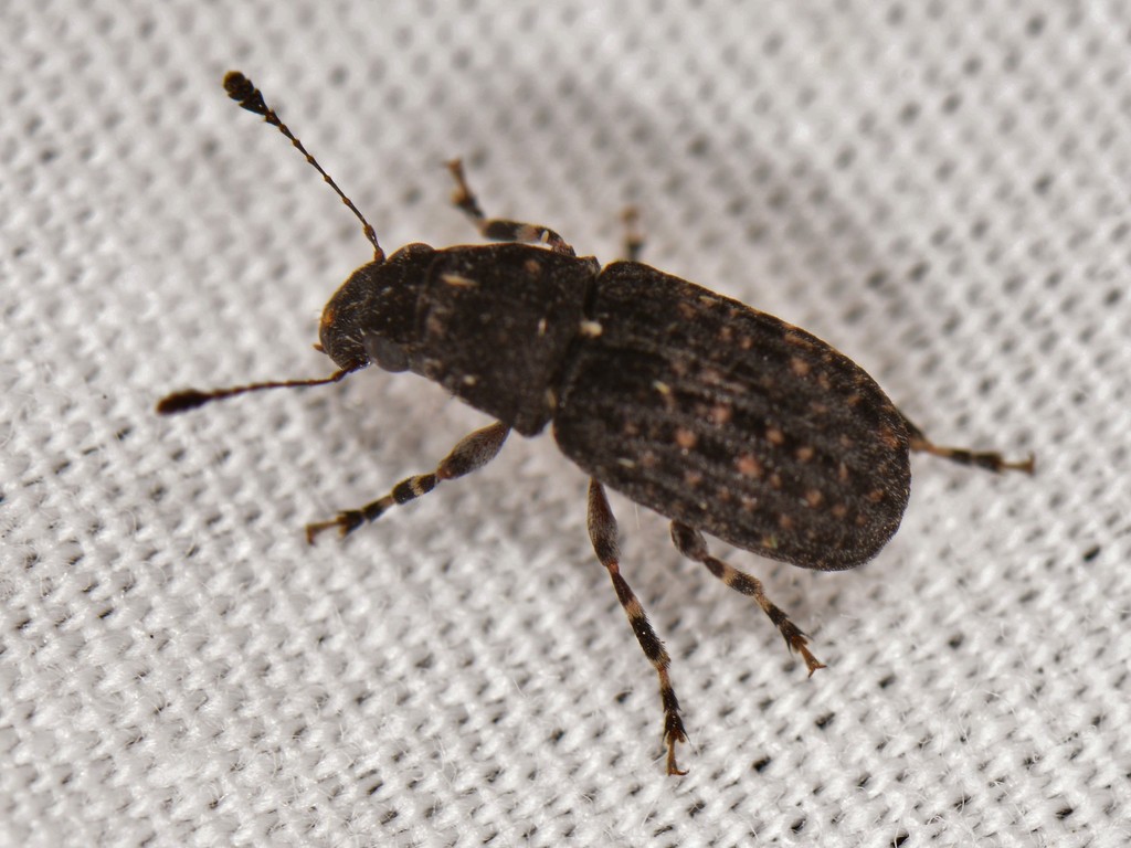 Piesocorynus tesselatus
