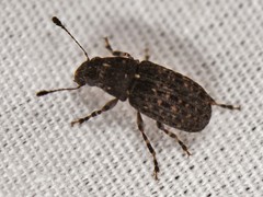 Piesocorynus tesselatus