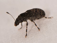 Piesocorynus tesselatus