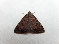 Dichromodes disputata