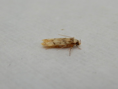 Endrosis sarcitrella