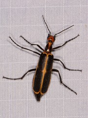 Pyrota obliquefascia