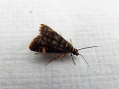 Heliothela ophideresana