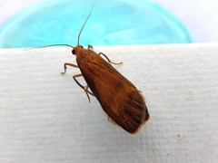 Lambula obliquilinea