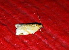 Paramesia gnomana