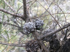 Allocasuarina muelleriana