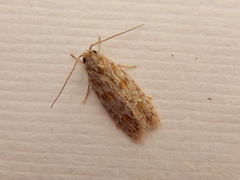 Phylomictis sarcinopa