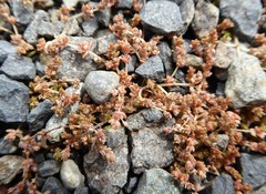 Crassula mataikona