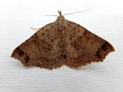 Lithilaria