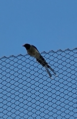 Urocissa erythroryncha