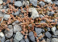 Crassula mataikona