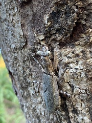 Dactylopteryx orientalis