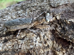 Dactylopteryx orientalis