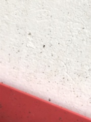 Araneae