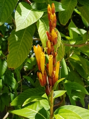 Sanchezia parvibracteata