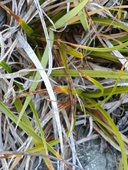 Carex breviculmis