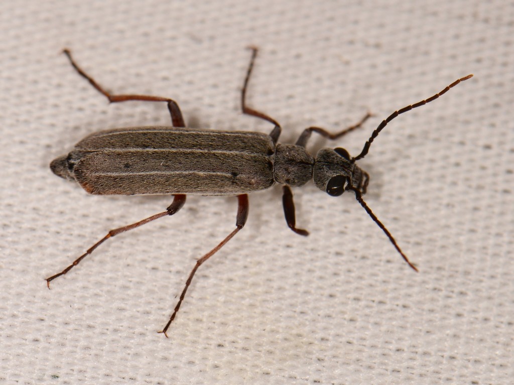 Texas Thin-lined Epicauta