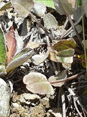 Convolvulus verecundus