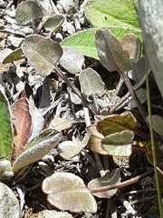 Convolvulus verecundus