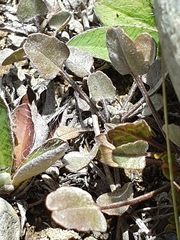 Convolvulus verecundus