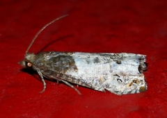 Notocelia roborana