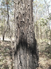 Eucalyptus taurina