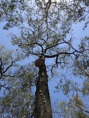 Eucalyptus taurina