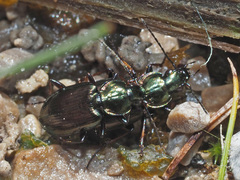 Agonum muelleri