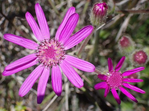 Senecio macrocephalus, photograph 5