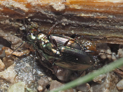 Agonum muelleri