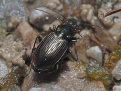 Agonum muelleri