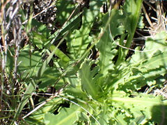Senecio macrocephalus