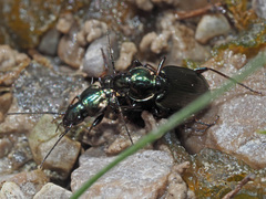 Agonum muelleri