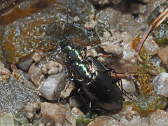 Agonum muelleri