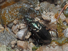 Agonum muelleri