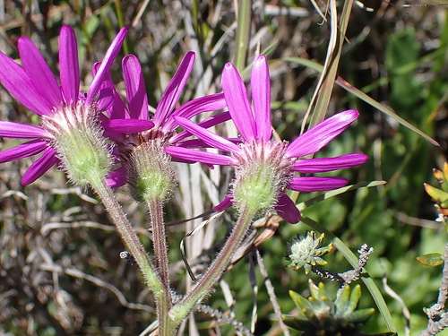 Senecio macrocephalus, photograph 6