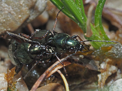 Agonum muelleri