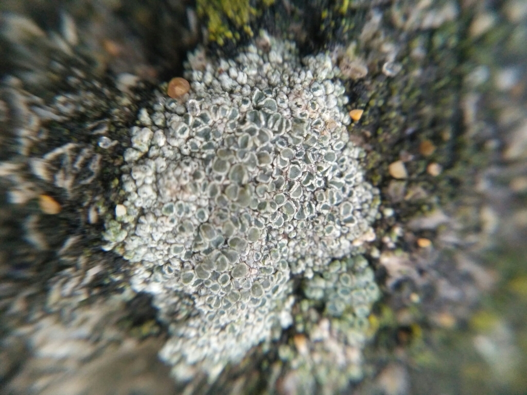 Myriolecis albescens