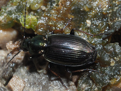 Agonum muelleri