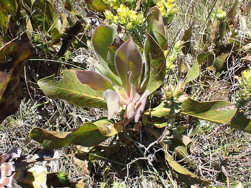 Image of Protea foliosa by no rights reserved