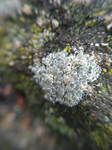 Myriolecis albescens