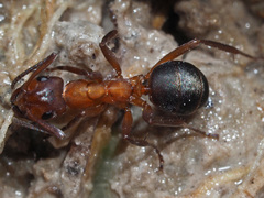 Formica exsecta