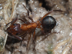 Formica exsecta