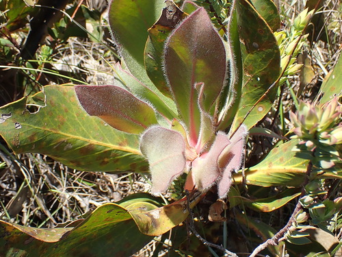Image of Protea foliosa by no rights reserved