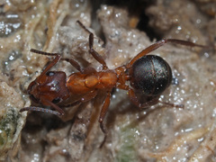 Formica exsecta